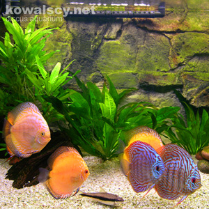 Reef Aquarium @ 2005