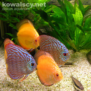 Reef Aquarium @ 2005