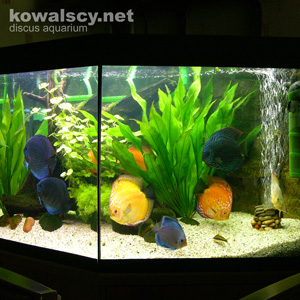 Reef Aquarium @ 2005