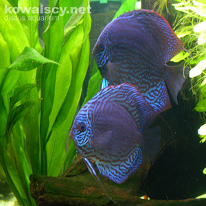 Reef Aquarium @ 2005
