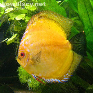Reef Aquarium @ 2005