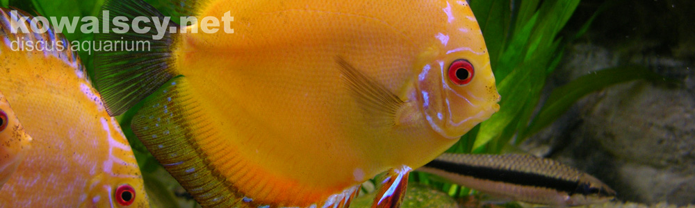 Kowalscy.net Discus Aquarium